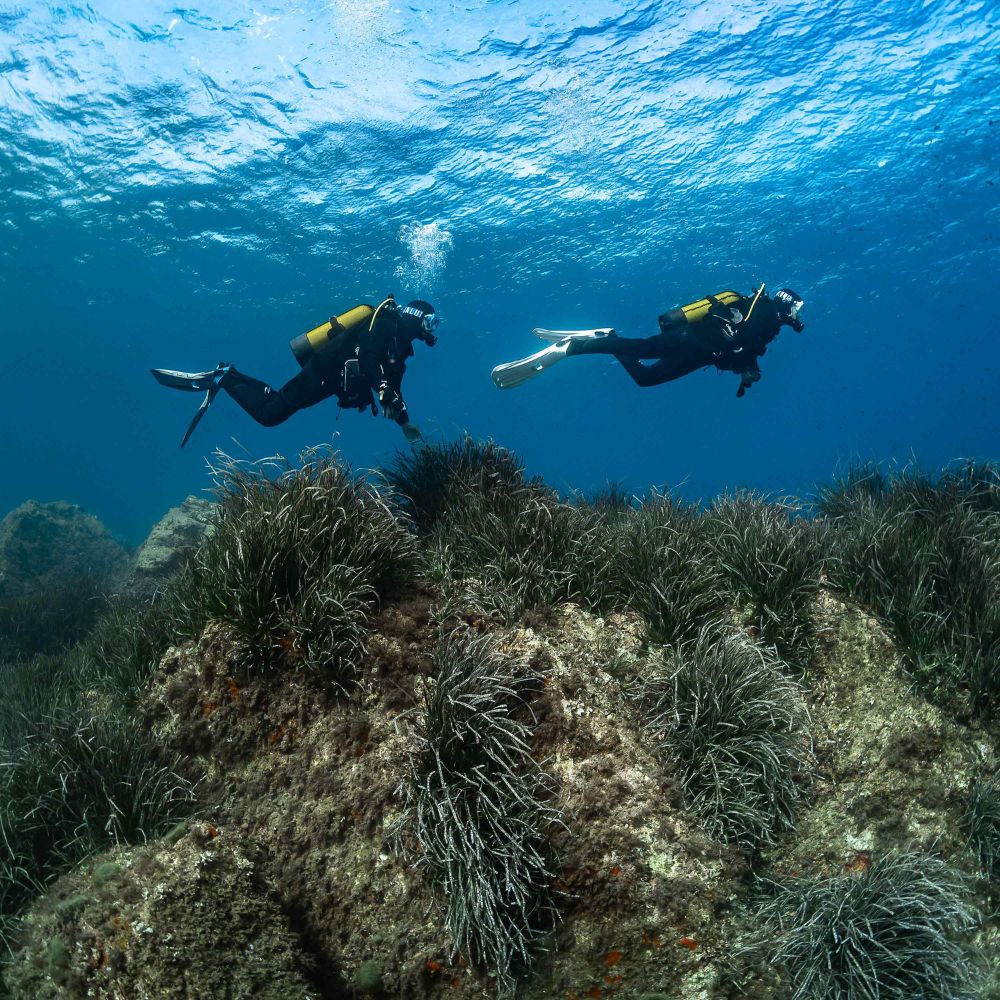 Product Details - PHAZER - Dive Fins